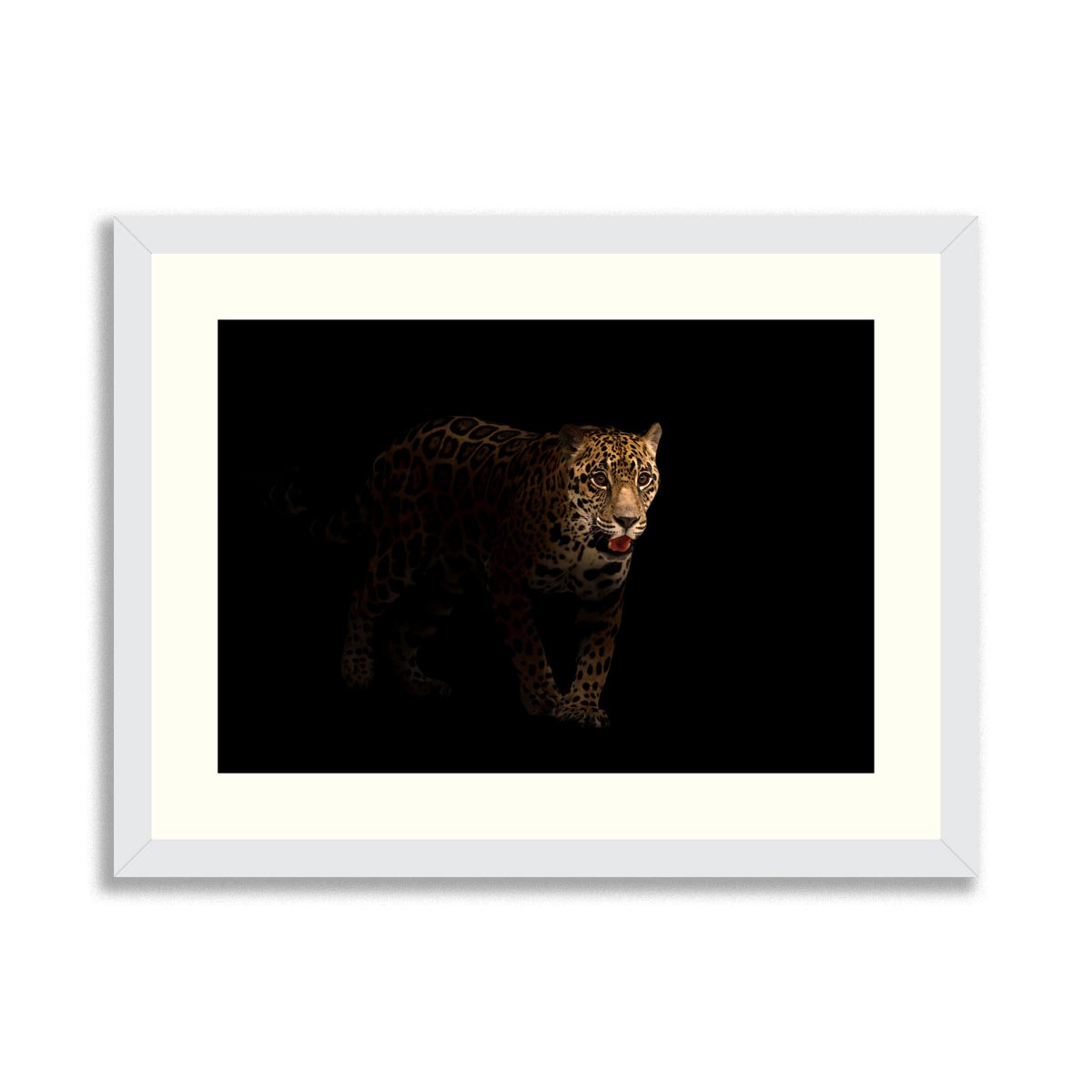 Jaguar on black background and jaguar on white background