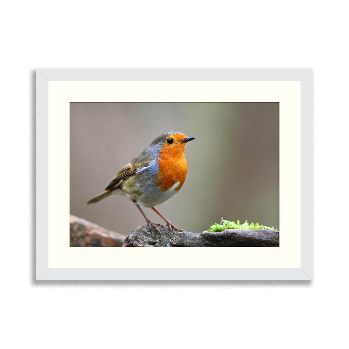 Robin bird on branch