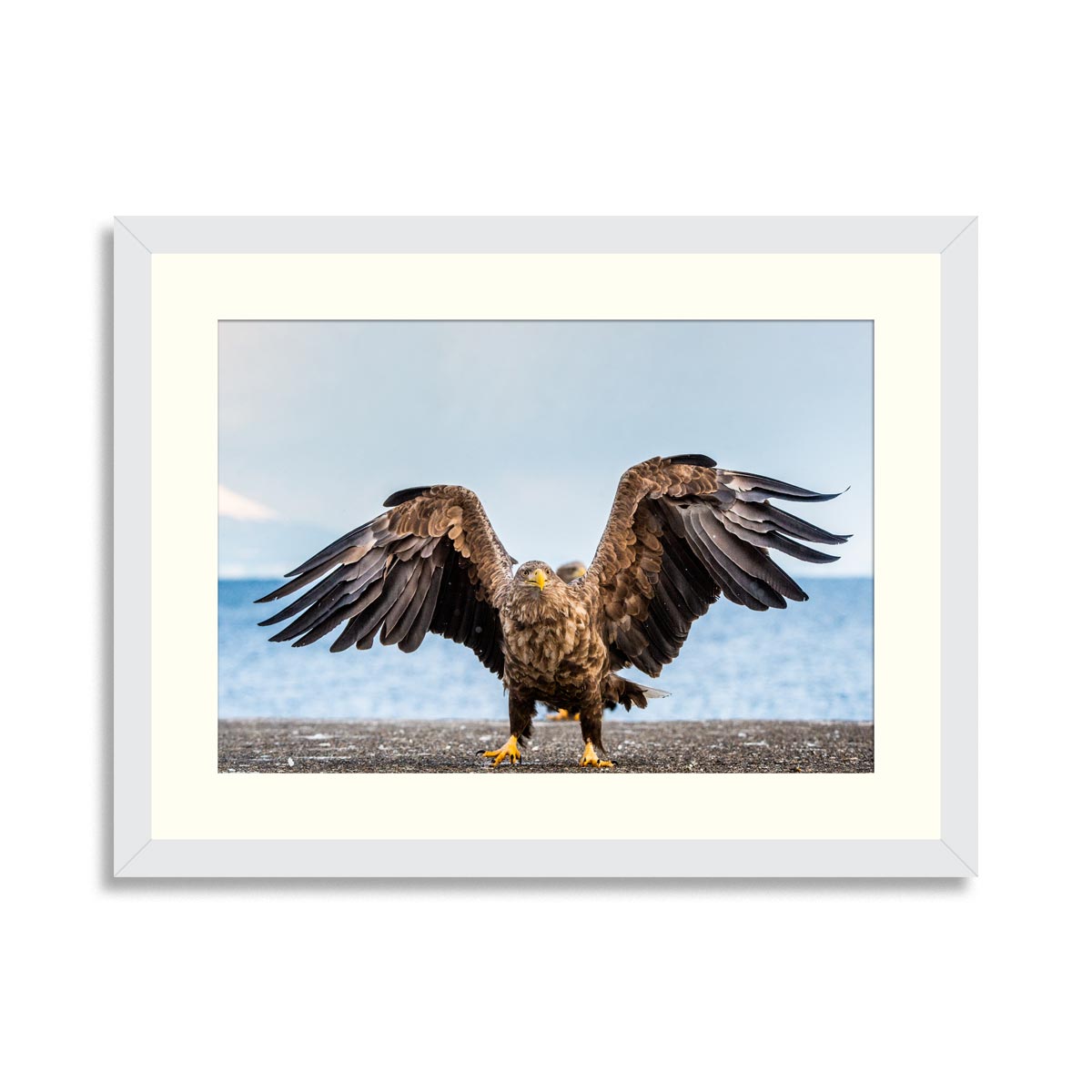 White-tailed sea eagle spreading wings