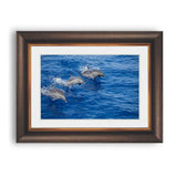 Three dolphins leap jump out of the blue water