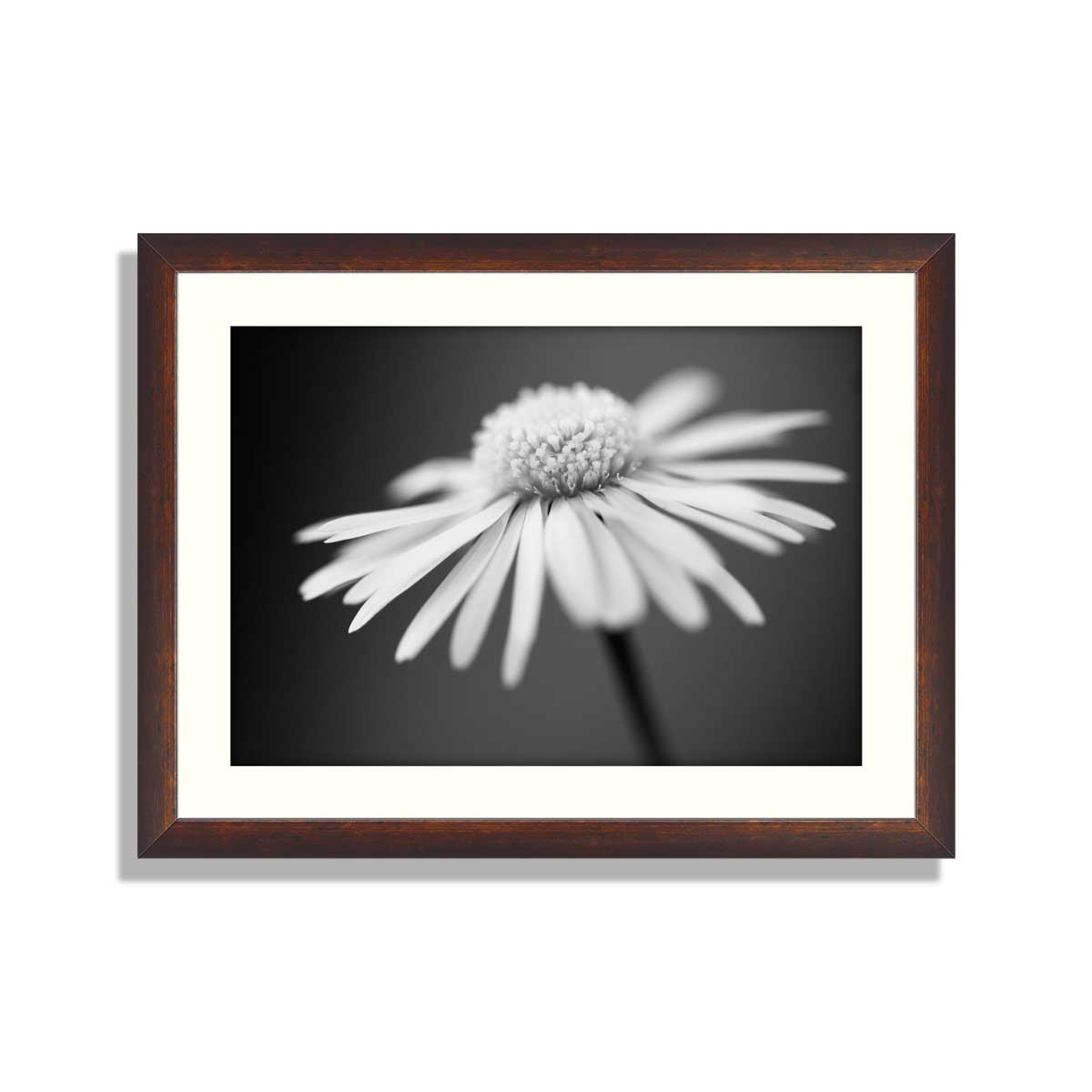 close up of white daisy on artistic background with soft focus