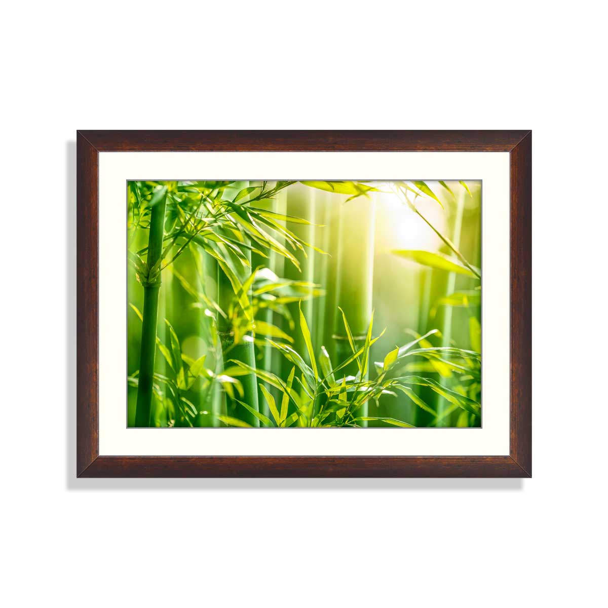 Bamboo forest in the morning