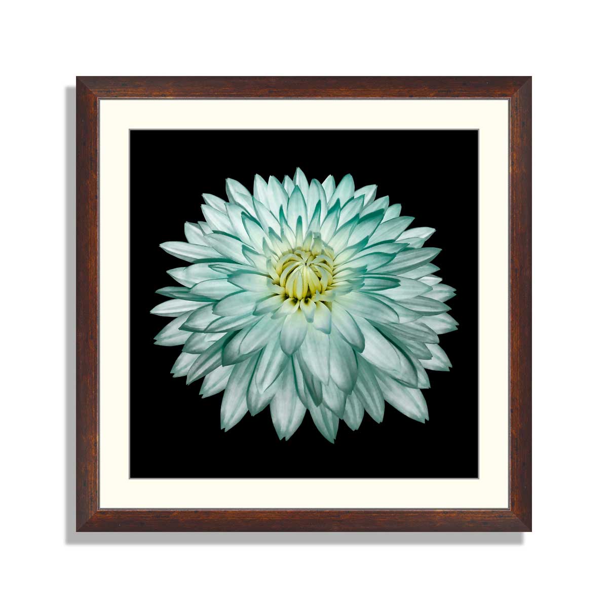 White-turquoise-flower-dahlia-on-black-isolated-background-with-clipping-path-no-shadows-