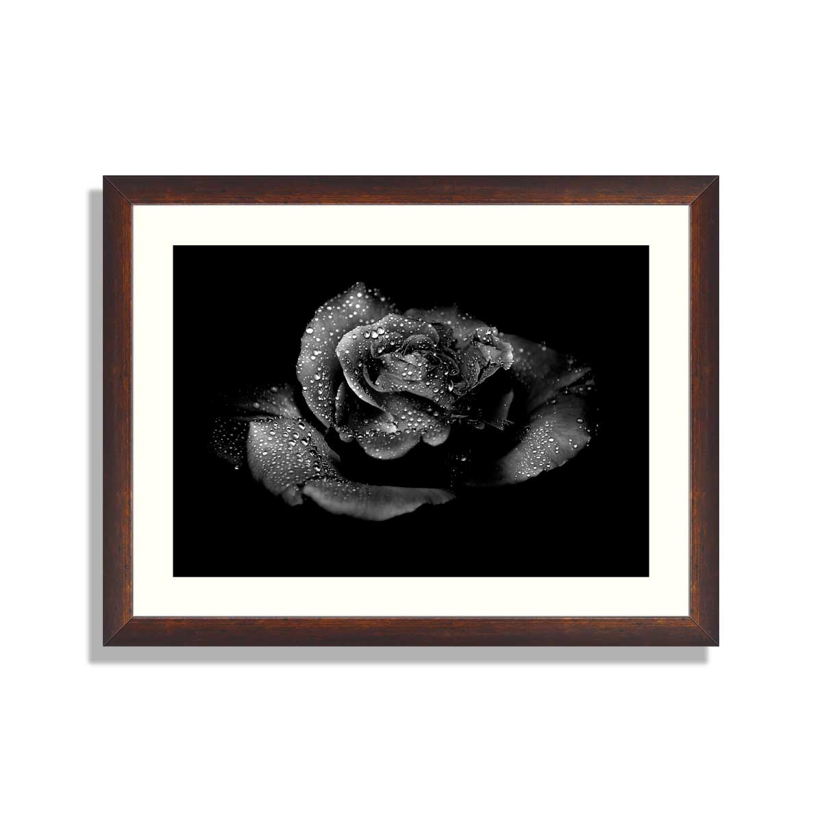 Black-rose-on-a-black-background-with-drops-on-petals