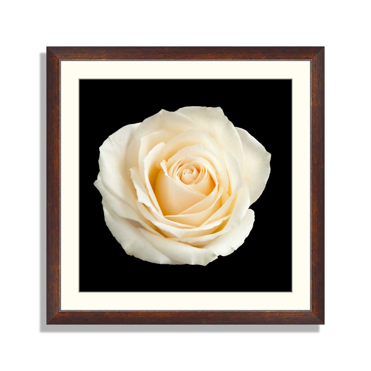 White-rose-isolated-on-a-black-background