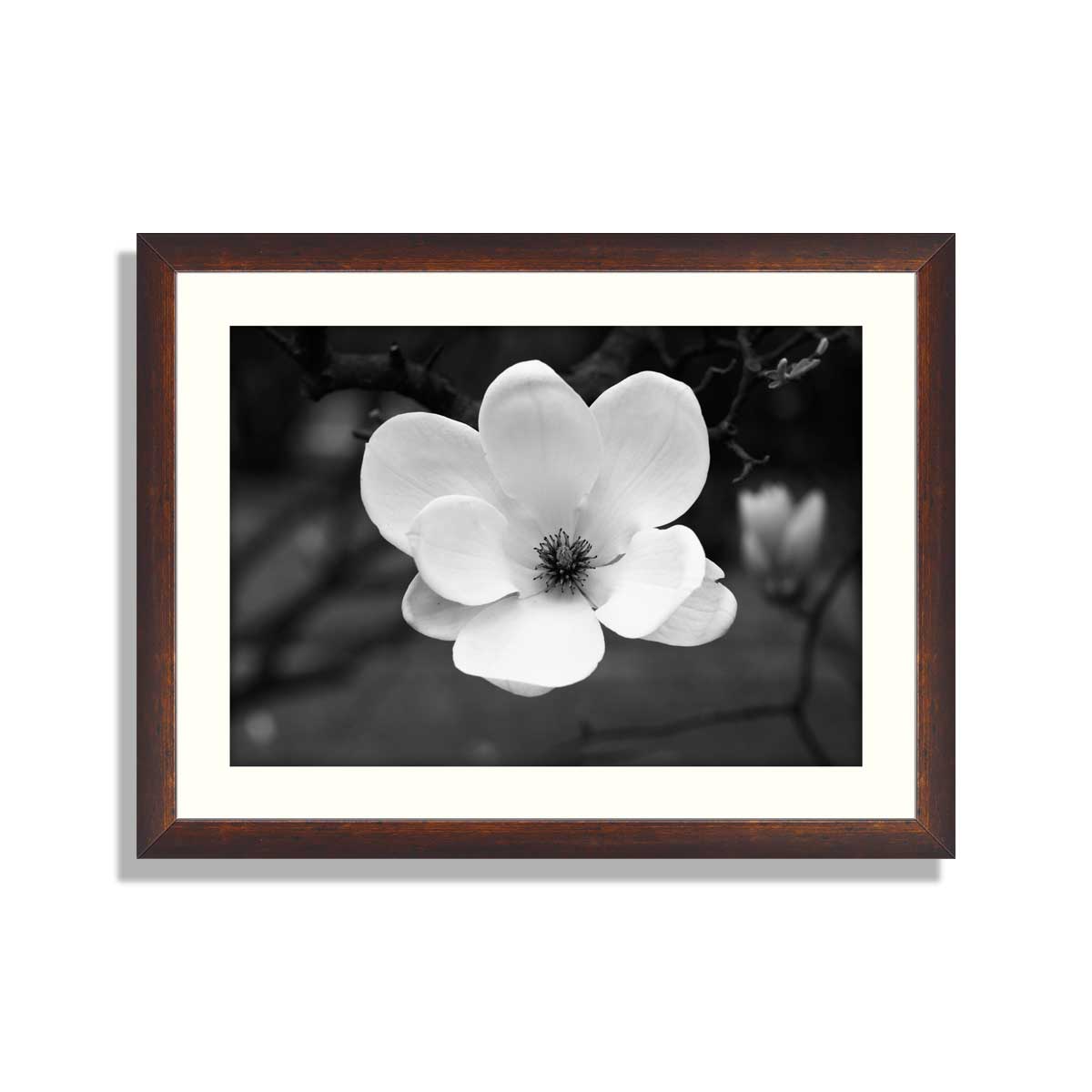 Magnolia-flower-in-black-and-white