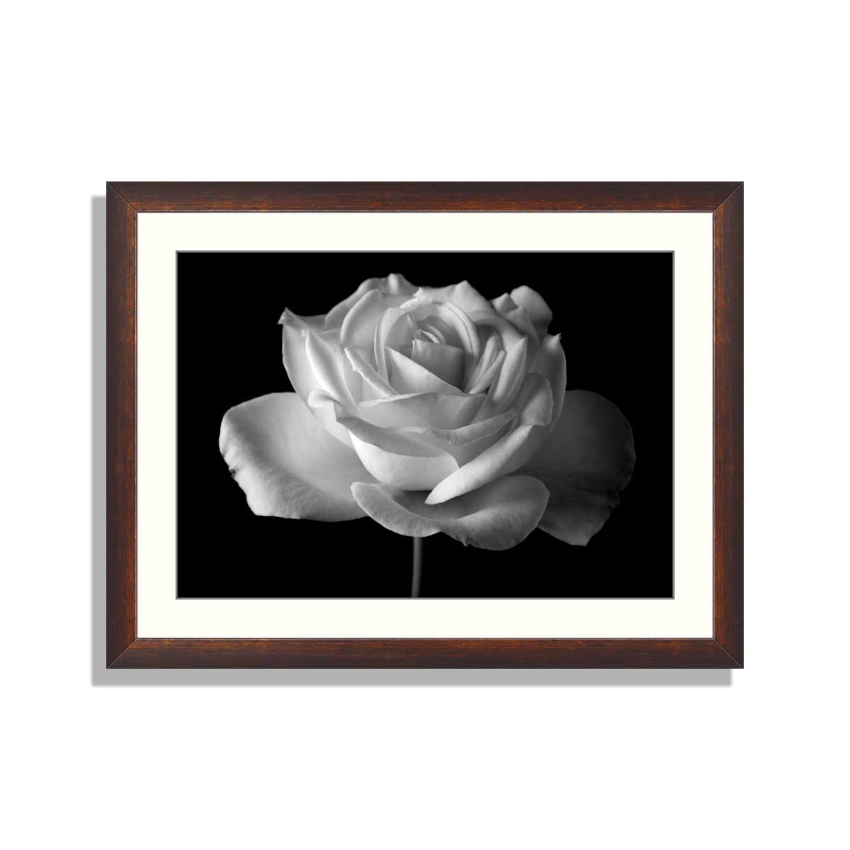 black and white rose in bloom over black background