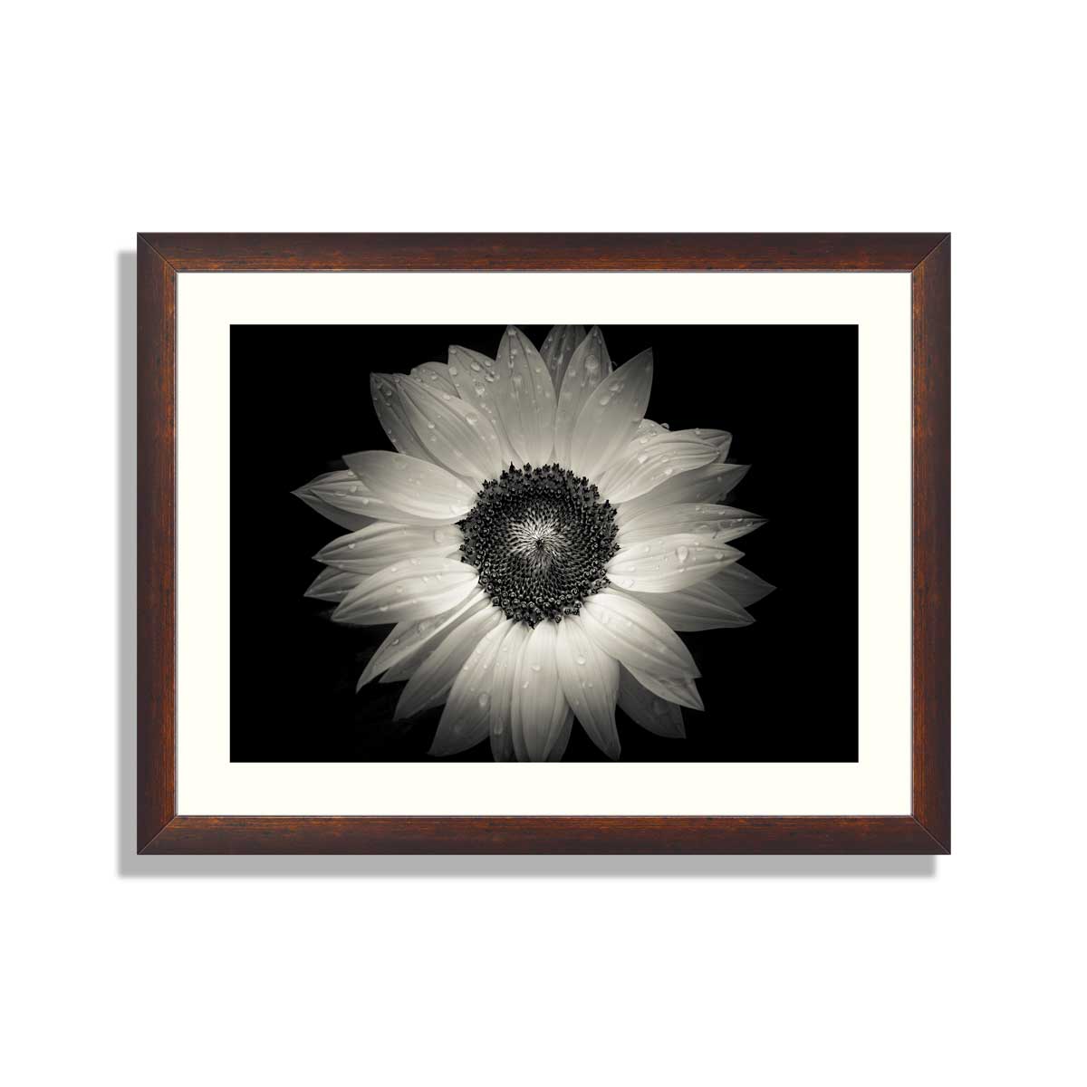 sunflower-on-black-background,-closed-up,-B&W-color