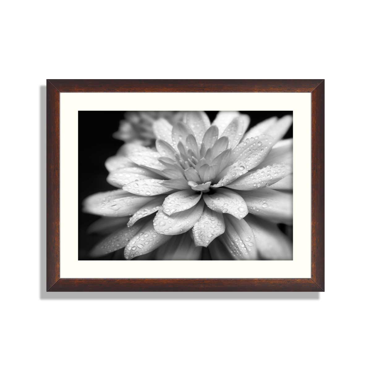 Black-And-White-Flower