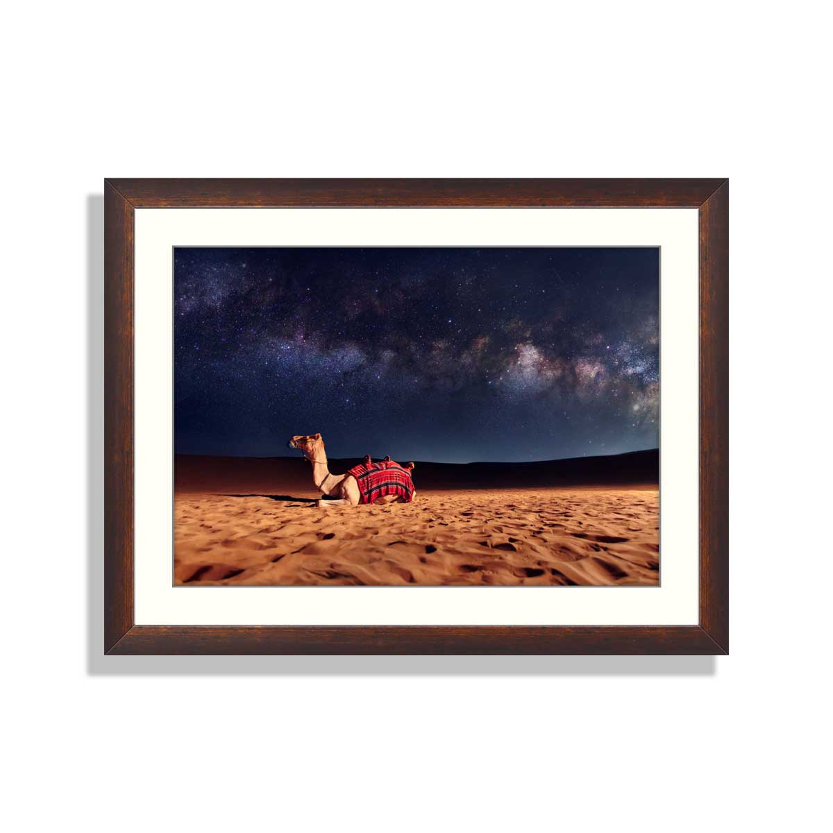 Camel-animal-is-sitting-on-the-sand-dune-in-a-desert