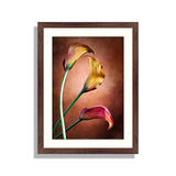 Calla Lily Flower