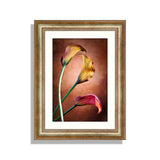 Calla Lily Flower