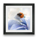 ladybug-photograph