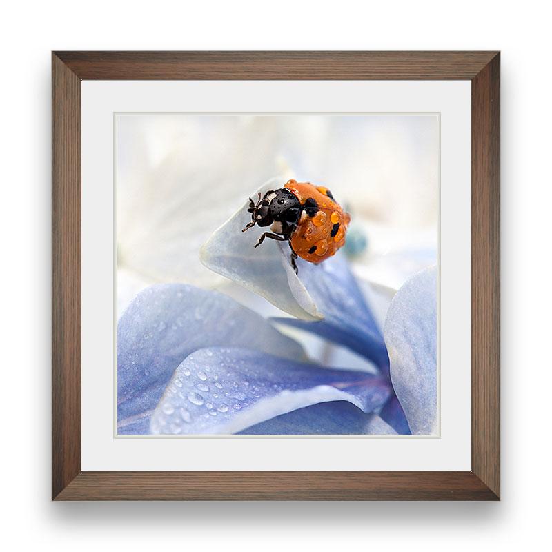 ladybug-photograph