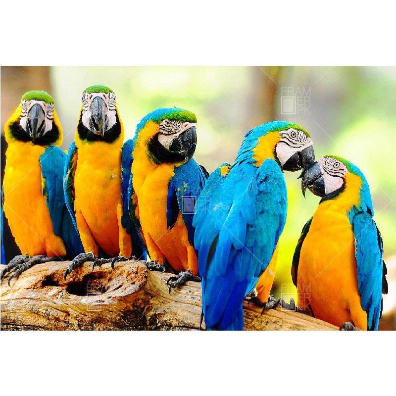 Macaw Parrots