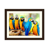 Macaw Parrot