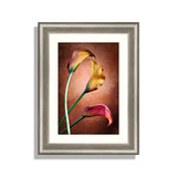 Calla Lily Flower