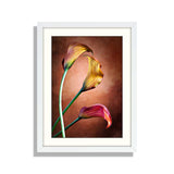 Calla Lily Flower